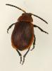 Emarhopa rufa